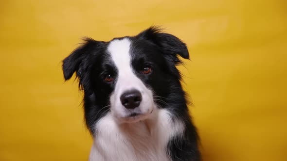 Funny Portrait of Cute Puppy Dog Border Collie Isolated on Yellow Colorful Background