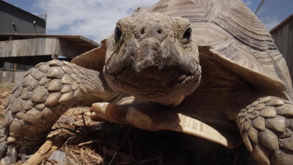 African tortoise walking slow motion