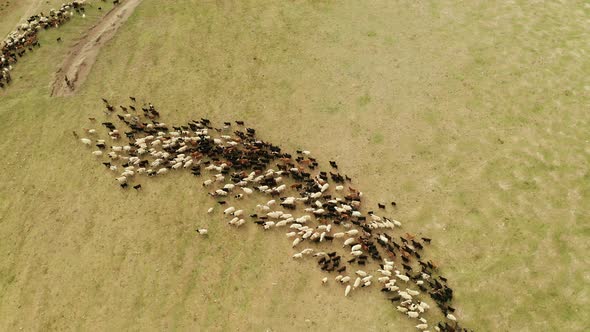 Large Flock of Sheep and Goats in the Steppe. Drone Video