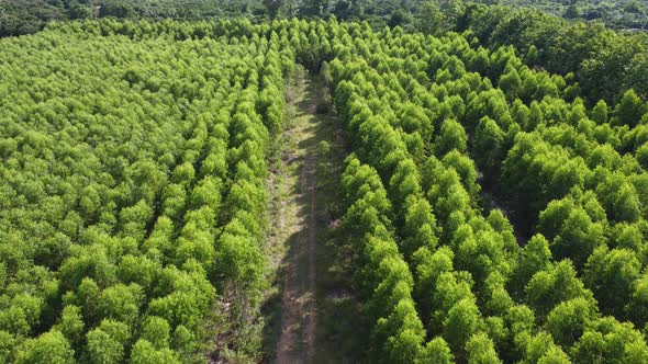 Aerial view of Cultivation trees and plantation in outdoor nursery.