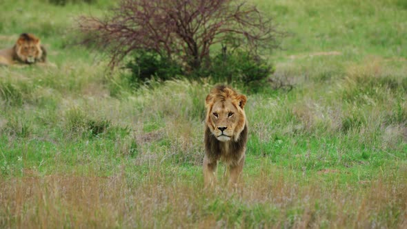 Mane Lion Walking On Savannah During Windy Day At Central Kalahari Game Reserve In Botswana. Slow Mo