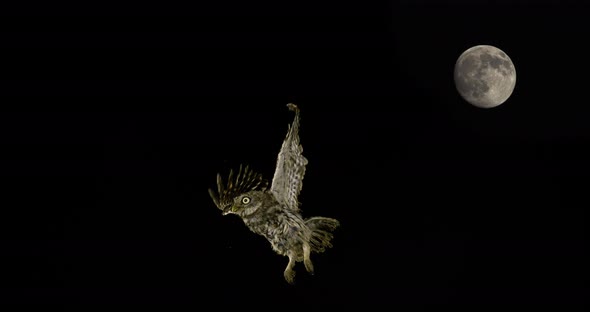 Little Owl, athene noctua, Adult in Flight, Full Moon, Normandy in France, Slow Motion 4K