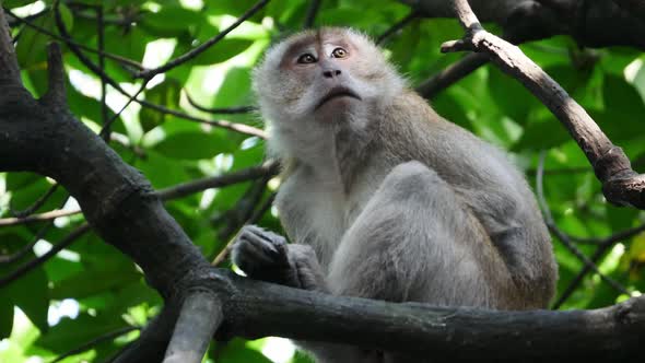 Monkey at mangrove tre