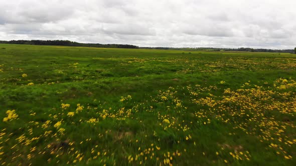 Summer Meadow Field Background With Wild Yellow Flowers