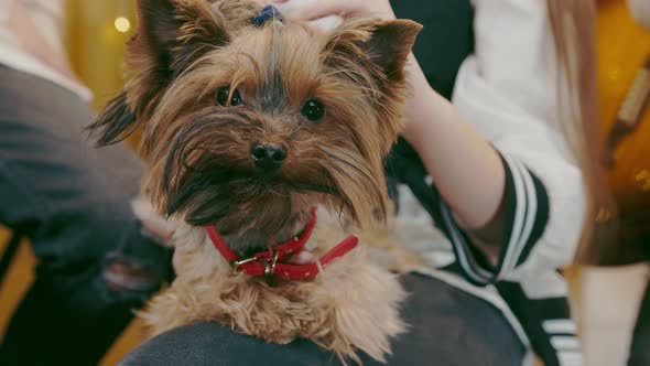 Yorkshire Terrier Close Up Stroking a Girl's Hand