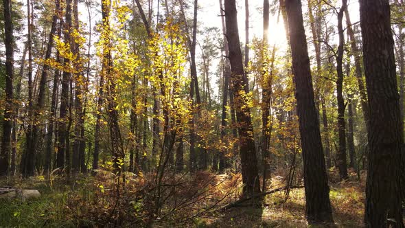 Forest with Trees in an Autumn Day