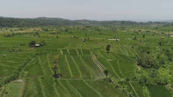 Rice Terraces and Agricultural Land in Indonesia