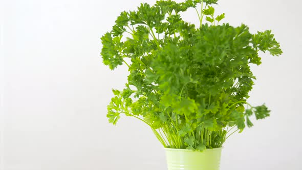 Green Parsley Herb in Pot on Table 