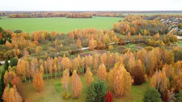 Golden Autumn In A Country Estate