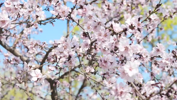 Spring flowering trees.