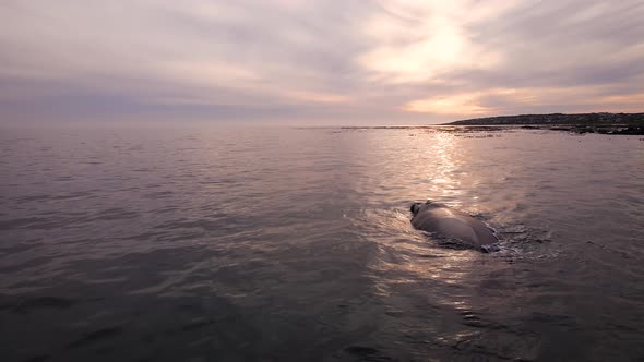 Big rotund body of Southern Right whale reflected in sunlight, drone riser