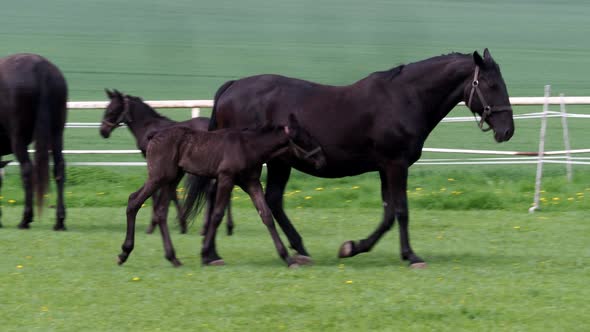 Black kladrubian horse, mare with foal	