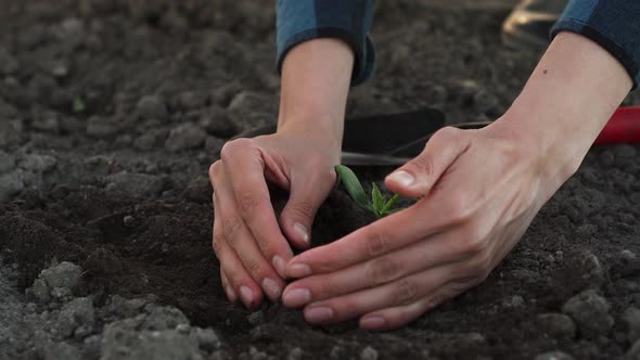 Close Up Hands Planting Planted Greens Sprout And Black Grun. Agriculture Farmer Works With