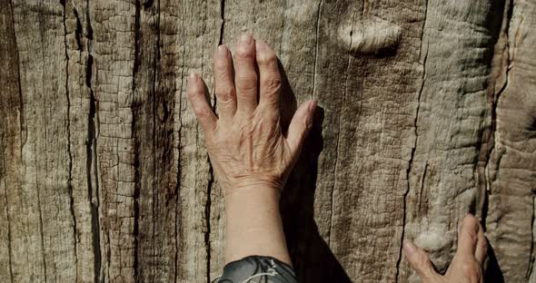 an Old Woman's Wrinkled Hand Touches a Tree Trunk in Closeup