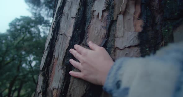 Female Hand Touching Bark of Giant Pine Tree