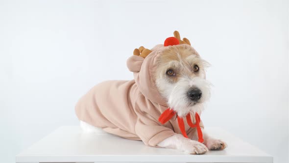 A dog of the Jack Russell Terrier breed is lying on the table in a deer costume