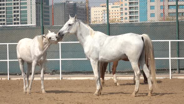 Two Horses Bit Each Other