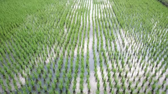 Young Rice Fields in Bali