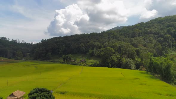 Summer Landscape in Park