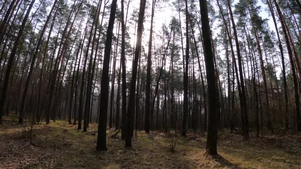 Inside a Pine Forest By Day Slow Motion