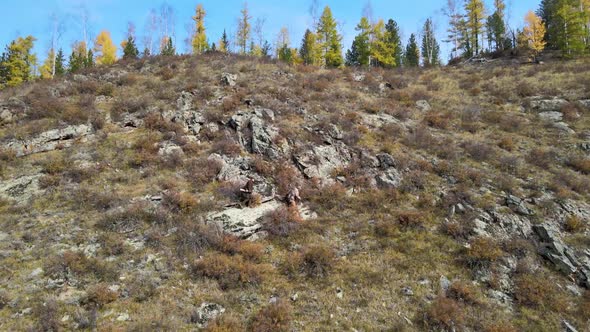 Hunters with Weapons in Their Hands are Walking Along the Mountainside Autumn Season