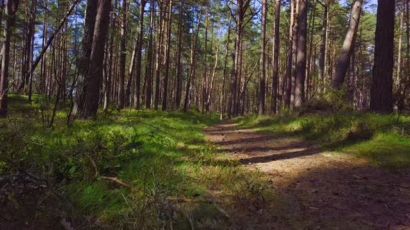 Wild pine forest with green moss under the trees, slow aerial shot moving low between trees on a sun