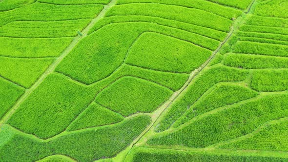 Aerial View of Rice Terraces. Landscape with Drone. Bali, Indonesia.