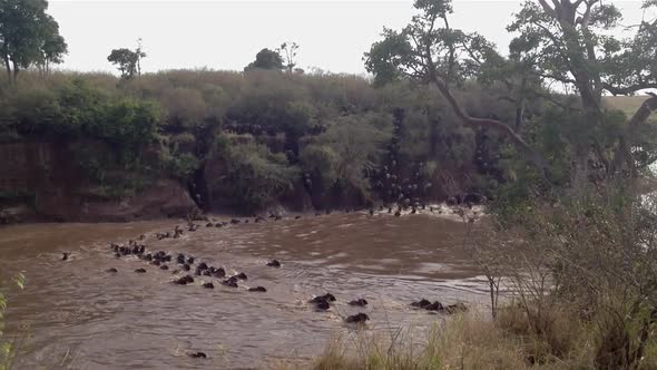 Its confusion as Wildebeest herd crosses dangerous muddy Kenyan river