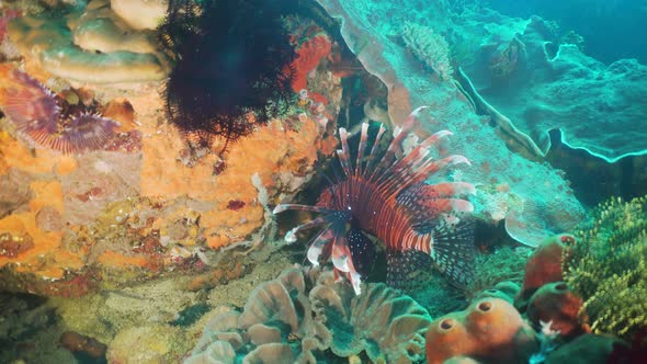 Coral Reef and Tropical Fish. Philippines, Mindoro