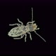 Young booklice Liposcelis sp. under the microscope, of the Liposcelidae family - VideoHive Item for Sale