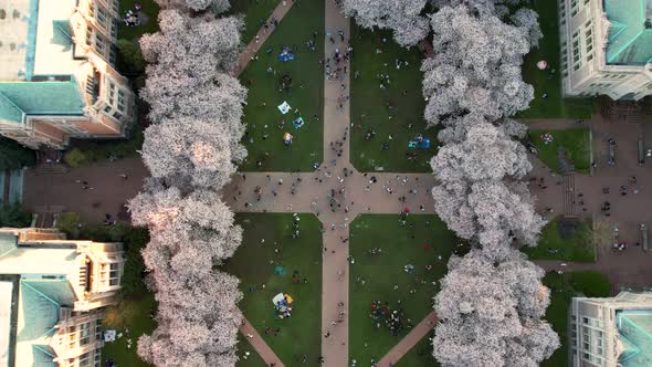 Rising overhead aerial over the cherry blossoms in The Quad at the University of Washington campus.