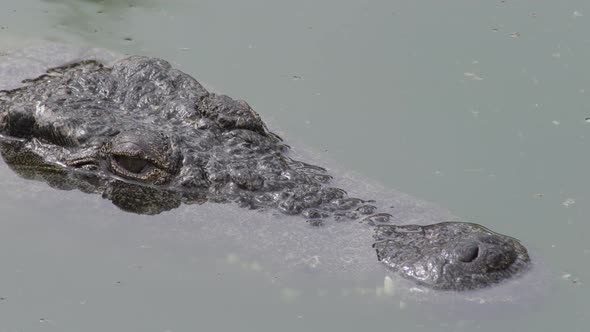 Crocodile Head Floating in the River