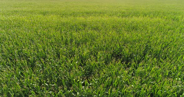 Green Corn Field Farmland Agriculture Landscape Aerial View Drone Shot