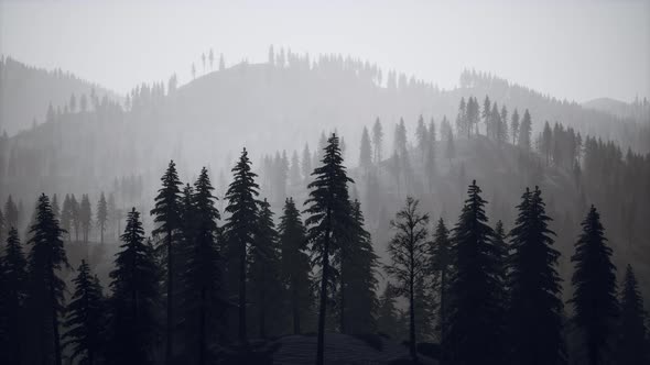 Carpatian Mountains Fog and Mist at the Pine Forest