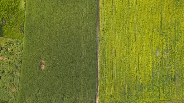 Top Down View of Lines of the Sunflower Plants on the Sunset