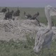 Young Dalmatian Pelican or Pelecanus Crispus in a Wild - VideoHive Item for Sale