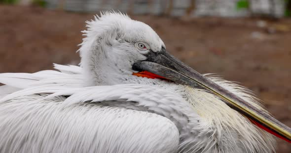 Curly Pelican (Pelecanus Crispus) is a Bird of the Pelican Family