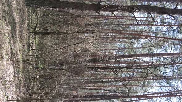 Vertical Video of Trees in a Pine Forest Slow Motion