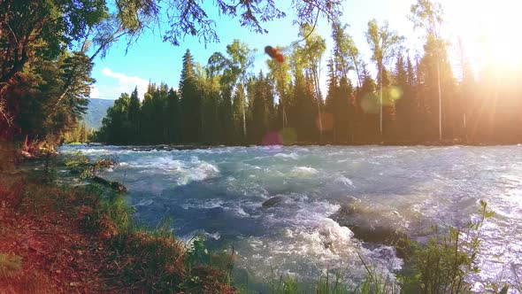 Meadow at Mountain River Bank. Landscape with Green Grass, Pine Trees and Sun Rays. Movement on