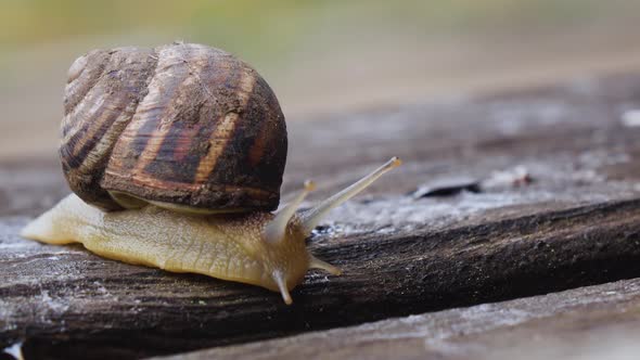 One Snail on a Wooden Board in Our Garden