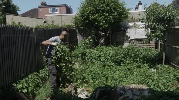 UK Asian Adult Male Clearing Bindweed In Back Garden. Locked Off