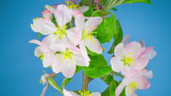 White Apple Tree Flowers