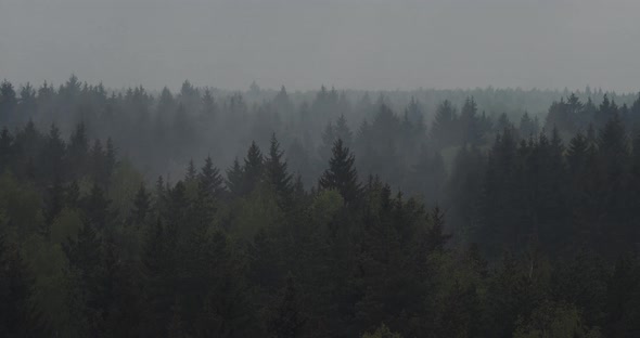 Panoramic Landscape View Of Spruce Forest In The Fog Time Lapse