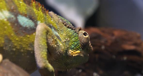 Panther Chameleon, furcifer pardalis, Adult standing on Branch, Madagascar, Slow motion 4K