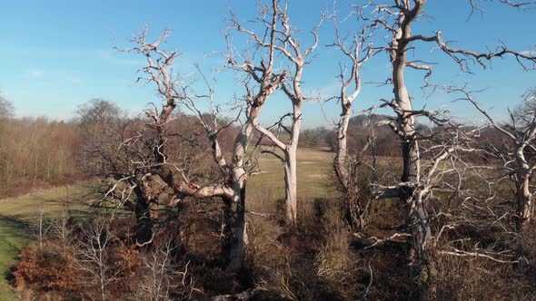 Stunning Standing White Dead Trees In Field Aerial View 4K