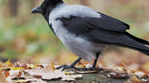 Crow Has a Paw Over the Bread Crust and Is Nibbling at the Pieces.