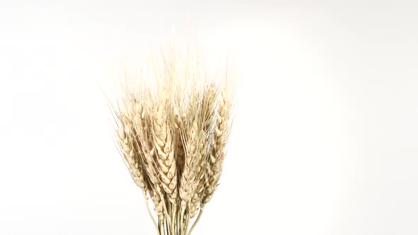 Ripe Ears of Dry Wheat on White, Rotation