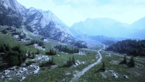 Aerial Top View of Summer Green Trees in Forest in Swiss Alps