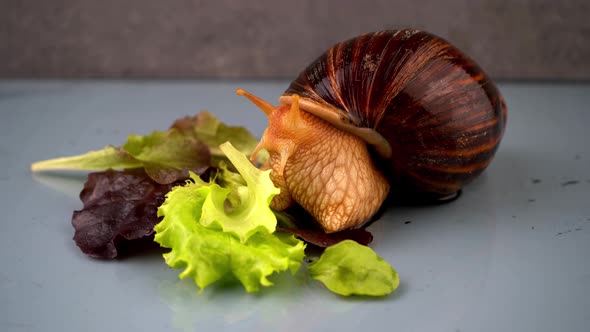 The Big Snail Achatina Sticks Out Its Horns From Its Shell to Eat Green Salad