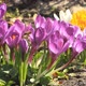 Violet Crocuses Flowers Blooming - VideoHive Item for Sale